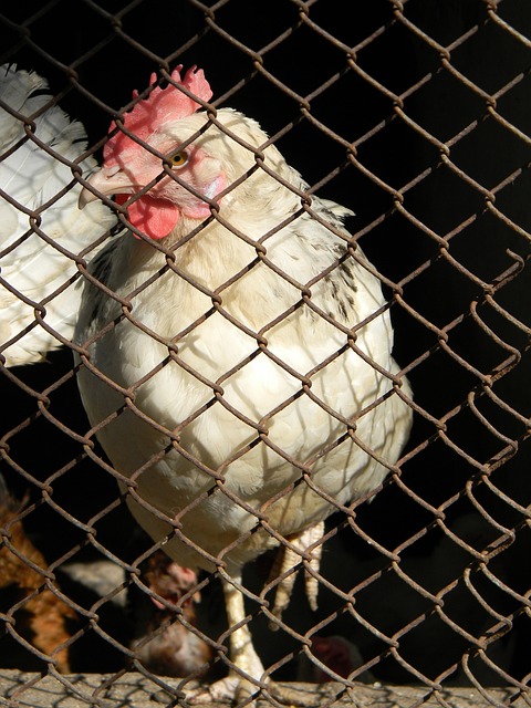 作为风水理 作为风水理